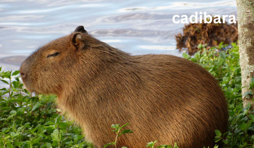 Cadibara