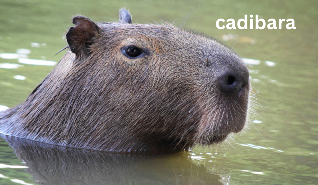 Cadibara
