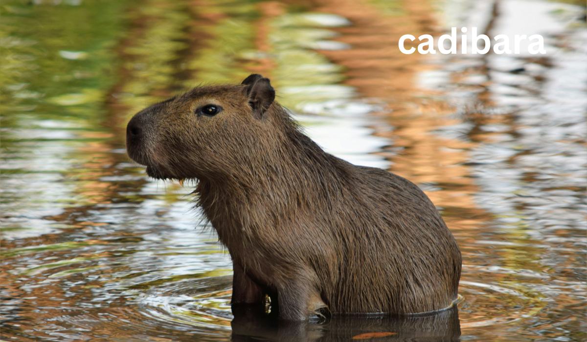 Cadibara