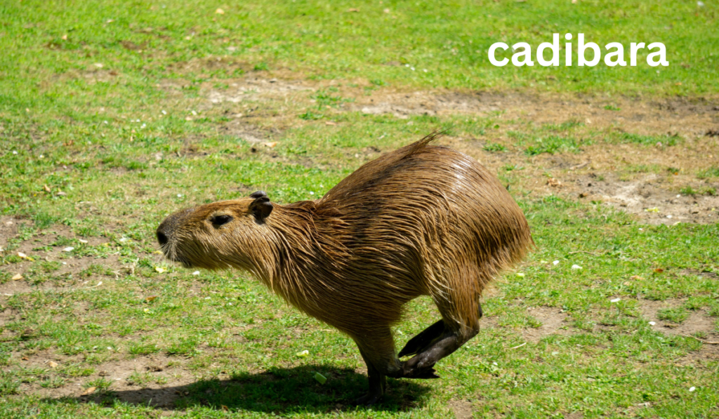 Cadibara