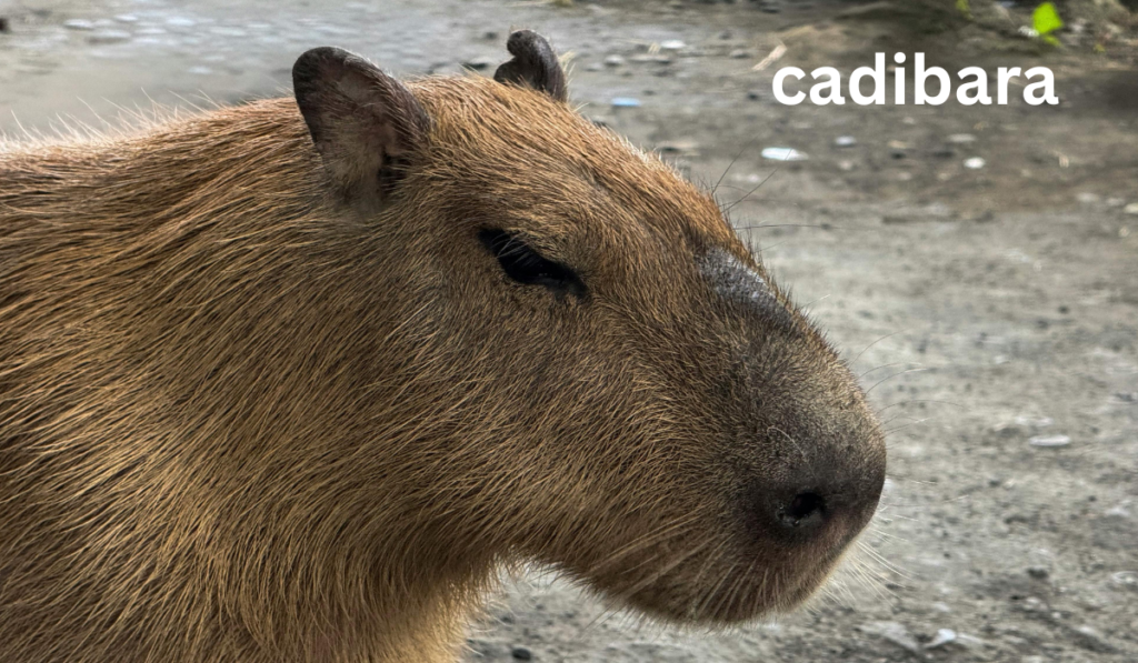 Cadibara